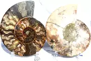 Pair Ammonite MultiColor Crystals Dinosaur Fossil XXLARGE 7.5" 110 myo 2644xx