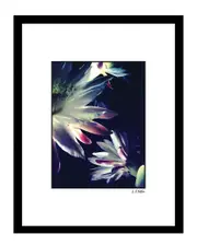 Blossoms Floral Wall Art by Steven A. Heller