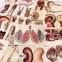 在飛比找蝦皮購物優惠-復古解剖圖人體構造醫學圖 手帳拼貼裝飾便簽素材紙