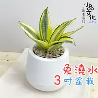 在飛比找蝦皮商城優惠-【小品文化】虎尾蘭【現貨】3吋雪胖免澆水盆栽 室內植物 懶人