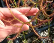 Drosera Binata Multifida Extrema. Carnivorous plant Rare variety (25+ s.e.e.d.s)