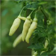 Chilli - Caterpillar or Habanero Aribibi Gusano seeds