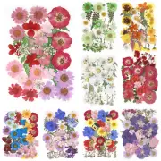 104/96/94Pcs Pressed Dried Flowers Set Real Natural Pressing Floral Leaves beHSN