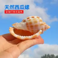 在飛比找樂天市場購物網優惠-西瓜螺天然貝殼海螺魚缸水族造景卷貝魚寄居蟹繁殖殼創意多肉盆栽