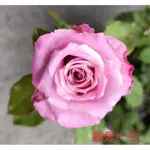 玫森 玫瑰花 鐘愛一生玫瑰花 玫瑰苗3.5吋盆觀花植物