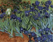 Paint by Numbers Kit 40x50cm with FRAME - Irises by Van Gogh
