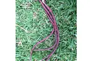 BEAN CLIMBING 'Red Noodle Snake' seeds
