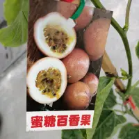 在飛比找蝦皮購物優惠-觀霖園藝 蜜糖百香果嫁接苗高度80公分