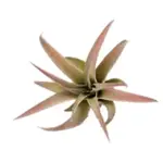 【藍星】空氣鳳梨 桃子 卡比他他 粉紅 TILLANDSIA CAPITATA 'PEACH'