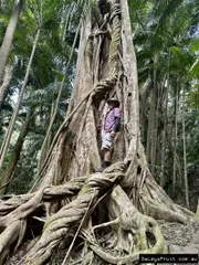 Buy Strangler Fig Trees Plants (Ficus watkinsiana)