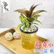 【小品文化】斑葉朱蕉【現貨】3吋杯子免澆水盆栽 懶人盆栽 觀葉植物 室內植物 自動吸水 創意花盆 居家辦公盆花