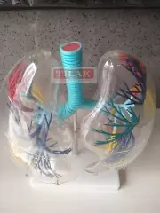 Model of the Transparent Lung Segment Model Best Quality Free Shipping Worldwide