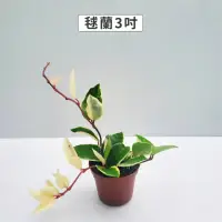 在飛比找momo購物網優惠-【Gardeners】毬蘭 3吋盆 -1入(室內植物/綠化植