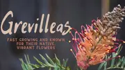 Buy Grevilleas Native Australian Plants for Sale [Category]