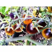 TOMATO 'Black and Yellow Cherry' seeds