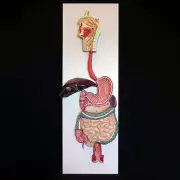 Anatomical Human Digestive System Model - Medical Skeleton Anatomy
