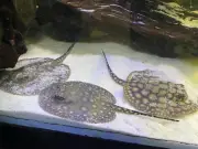 Stingray babies