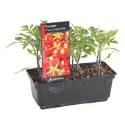 Tomato Cherry Sweet Bite Punnet - Lycopersicon esculentum