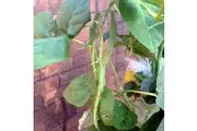 BEAN CLIMBING 'Giant of Stuttgart' *ORGANIC* seeds