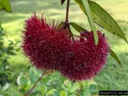 Buy Lilly Pilly Cherry Puff Plants (Syzygium wilsonii)