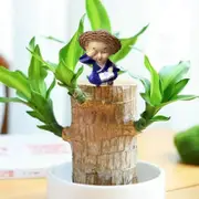 Brazilian Wood Potted Plant Decoration For Home Office Decoration4pc GAO247252 Multicolor One Size