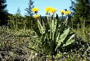 Dandelion, Wild (Taraxacum officinale) 0.2 gr of Seeds (Approx 200 Seeds)