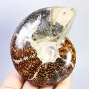 361g Collection ! Natural Ammonite Shell Fossil Crystal Specimen Madagascar