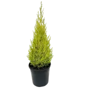 200mm Cupressus Lemon Scent - Cupressus macrocarpa