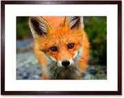 Baby Fox Portrait Woodland Animal Wildlife Framed Wall Art Print