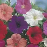 Seed – Petunia Confetti Mixed