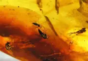FOSSIL INSECT Flies Inclusion Genuine BALTIC AMBER Stone 10,25 gr.