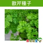 歐芹 荷蘭芹 義大利香芹 巴西利 巴西里 種子 PARSLEY-約200粒【花園城堡】