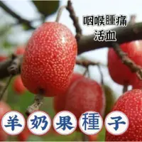 在飛比找蝦皮購物優惠-【羊奶果種子】稀有羊奶果種子 四季播種 陽台盆栽 小院種植 