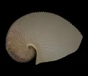 Sea shells Argonauta argo 184.5mm Aquarium Decoration Products