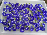 在飛比找Yahoo!奇摩拍賣優惠-單瓣 紫藍色 蝶豆花 豆莢   每莢3元