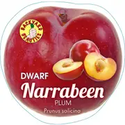 Buy Dwarf Plum - Narrabeen Fruit Trees (Prunus salicina)