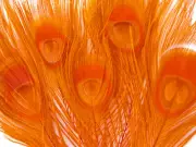 100 Pieces – Orange Bleached & Dyed Peacock Tail Eye Wholesale Feathers 10-12"