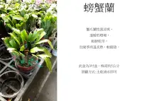 在飛比找Yahoo!奇摩拍賣優惠-心栽花坊-螃蟹蘭/3吋/冬季限定過季無貨/花色隨機/觀花植物