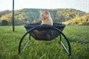 Skywalks Floor Cat Hammock - with Stand - Outdoor Use