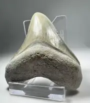 2.6 In Colorful Aurora Lee Creek Megalodon Shark tooth Fossil North Carolina NC