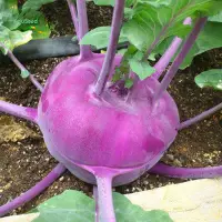 在飛比找Yahoo!奇摩拍賣優惠-【媽咪蔬果園】紫皮結頭菜　大頭菜   種子
