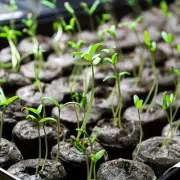 10-50X Seed Starter Pod Nonwoven Peat Pellet Good Fertiliser Retention Root