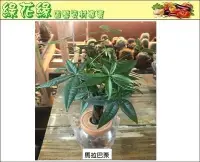 在飛比找Yahoo!奇摩拍賣優惠-{綠花緣} 馬拉巴栗/發財樹/搖錢樹 (水耕瓶) 適合送禮植