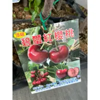 在飛比找蝦皮購物優惠-碧璽 紅櫻桃 /4吋～苗植袋/可食用果樹苗木⋯