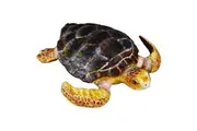 CollectA - Loggerhead Turtle Animal Figurine
