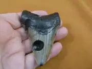 (S274-2) big 3-3/16" Fossil MEGALODON Shark Tooth Teeth JEWELRY love sharks