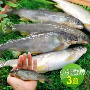 【優鮮配】宜蘭純淨爆卵母香魚3盒(11-17尾裝/920g/盒)