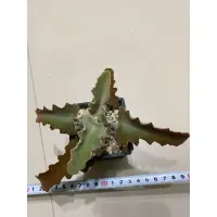 在飛比找蝦皮購物優惠-多肉 仙人掌 植物 Kalanchoe 景天科伽藍菜屬 兔耳