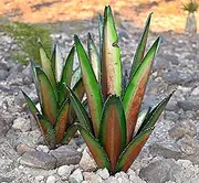 Decor Haven & Co. Fall Decor | Outdoor Garden Decor | Garden Sculptures & Statues | Fake Plants for Patio, Yard and Indoor Gifts for Mom | Handmade Blue Agave Home Decor | (24" Blue)