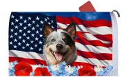 Australian Cattle Dog Patriotic Mail Box Cover